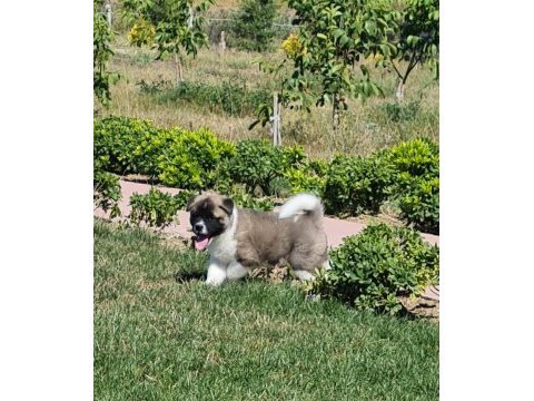 Yüksek kalite amerikan akita yavrular sun kennels