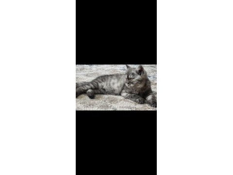 Biritish shorthair yavrular