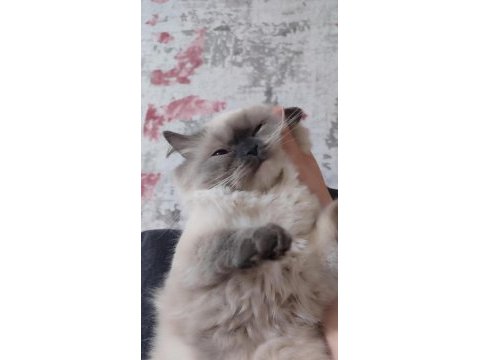 British longhair bluepoint kızımı sahiplenririyorum