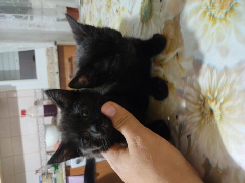 Anne british shorthair sokak kedisi baba