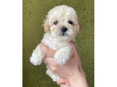Tuvalet eğitimli aşılı maltipoo