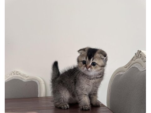 Erkek scottish fold yavrum