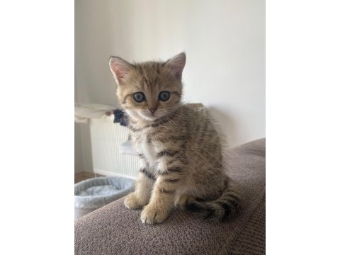 3 minik scottish fold yavrumu sahiplendirmek istiyorum