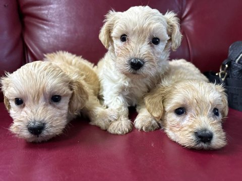 Ufacık safkan maltipoo yavrularım
