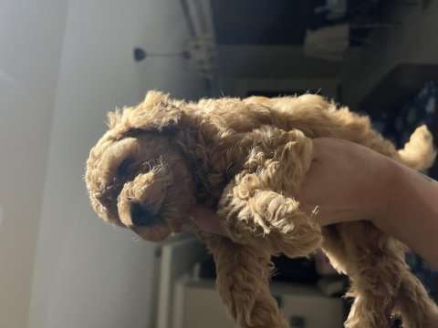Anne baba orjinal toy poodle bebekler