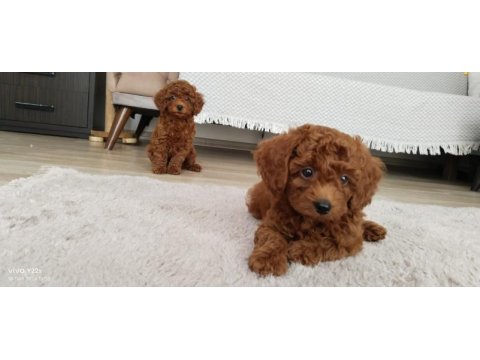 61 günlük poodle köpeklerim yeni ailesini arıyor