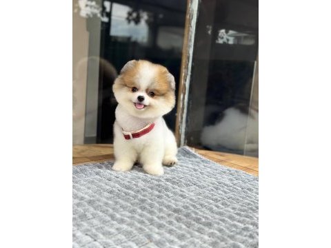 Sağlık ve ırk garantili pomeranian köpeği