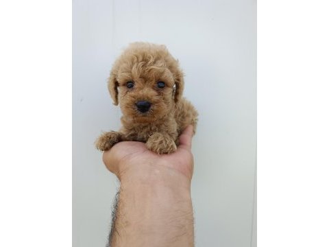 Orjinal toy poodle bebeklerimiz