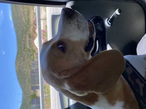 Çiftleşme ilanı erkek 1 yaşında lemon beagle safkan