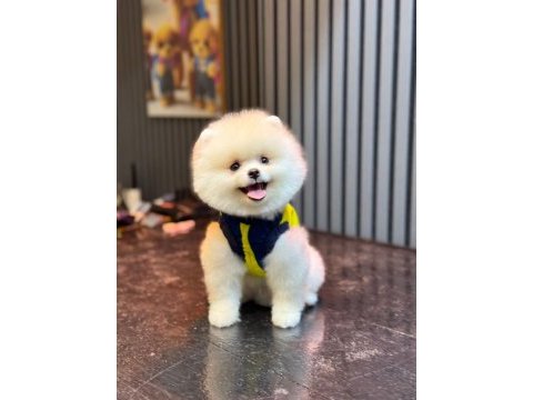 Dişi ve erkek pomeranian boo yavrularımız