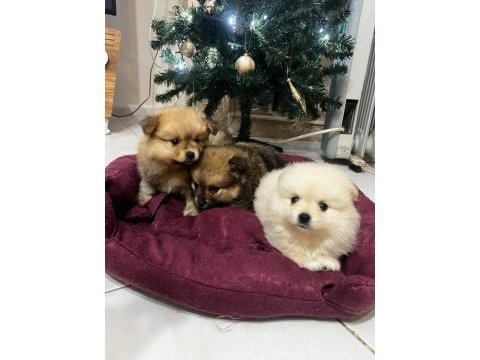 Pomeranian bebelerimiz