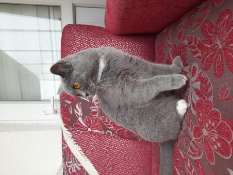 2 yaşında kızanda british shorthair