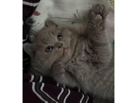 Safkan british shorthair erkek yavru aşıları tam