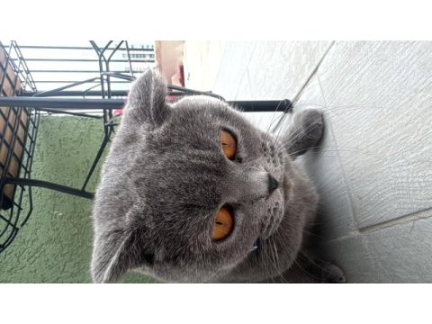 Ücretsiz sahiplendirecek takip şartı ile scottish fold