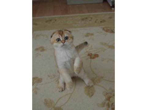 Golden scottish fold erkek yavru