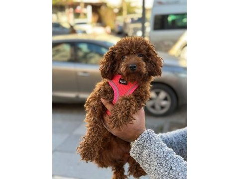 Toy poodle dişi yavrumuz