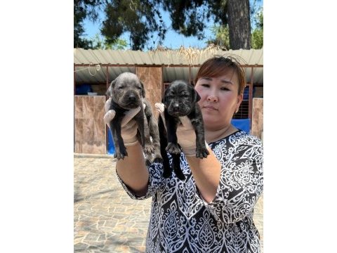 Cane corso yavrularımız ruhsatlı çiftliğinden