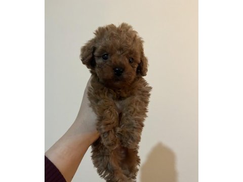 Mikro toy poodle