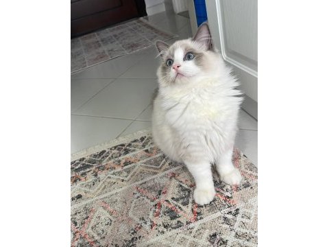 Ragdoll yavrular 5 günlük