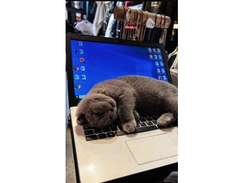 British kedim shorthair