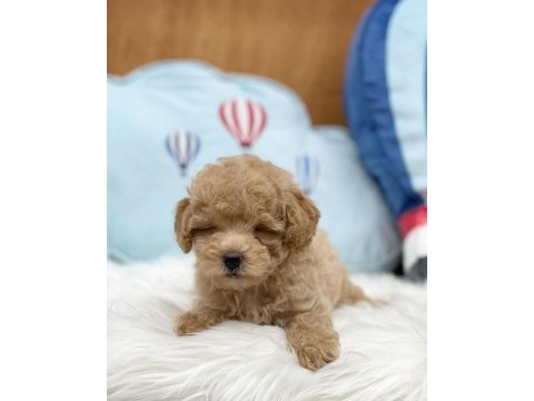 Irk garantili maltipoo yavruları