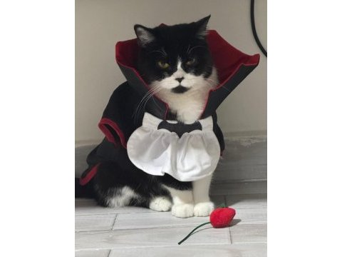 Ücretsiz bitter british shorthair kardeşler