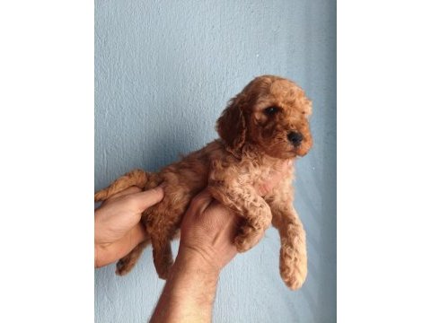 Toy poodle yavrular ırk sağlık garantili