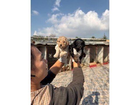 Toy poodle yavrularımız 