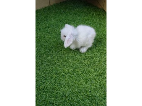 Hollanda teddy lop tavşan yavruları