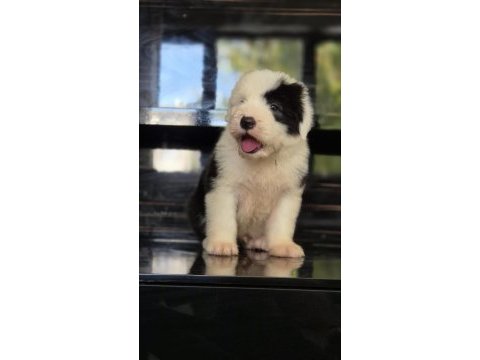 Tr nadir bulunan ırklardan bobtail yavrular