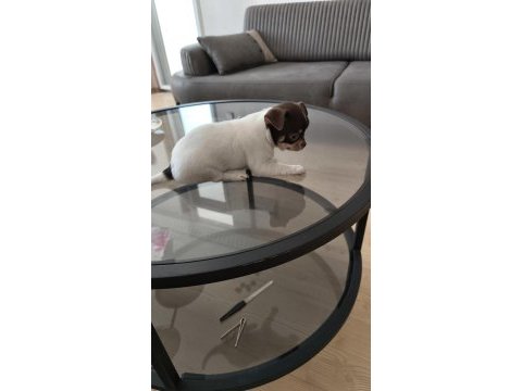 Minik şivava köpekler
