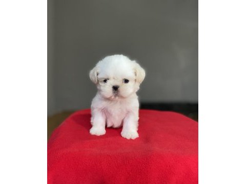 Shih-tzu (şitsu) yavrularımız yeni ailesini bekliyor