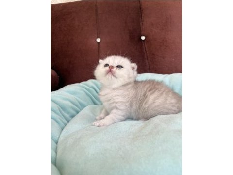 Scottish fold ve scottish straight yavrularımız