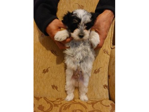 Sağlıklı oyuncu erkek morkie yavruları
