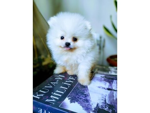 Pomeranian boo pamuk gibi beyaz tedy bear yavrular