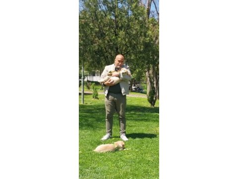 4.5 aylık golden retriever asık ücreti karşılığı