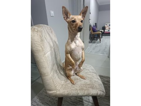 Köpeğimiz nisan hanıma yeni aile arıyoruz