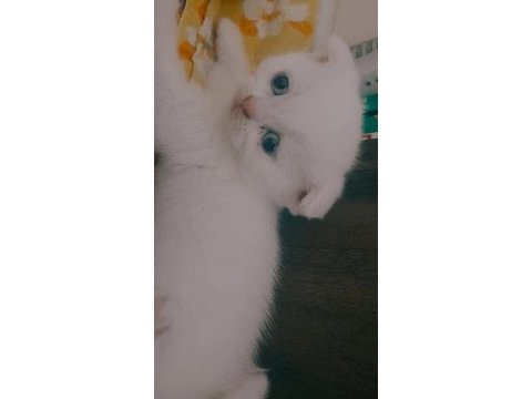 Scottish fold beyaz ve blue point yavru