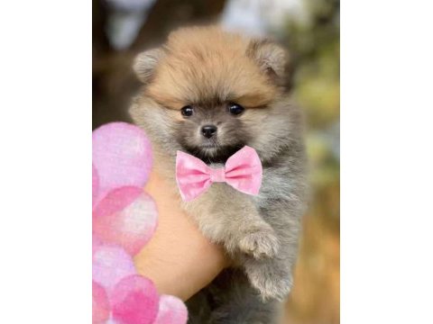 Pomeryan bebisler sıfır boy ilk asilari yapildi uygun