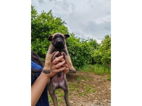 Arama kurtarma köpeği yavrularımız