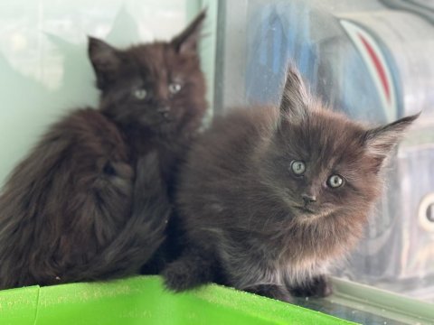 Çok özel aşılı pasaportlu maine coon yavrularımız