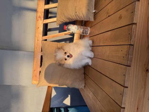 6 aylık pomeranian