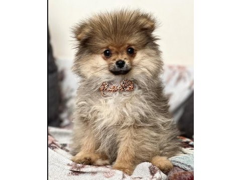 Bebek yavrumuz pomeranian boo