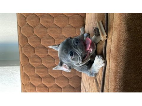Fransız buldog lilac tan