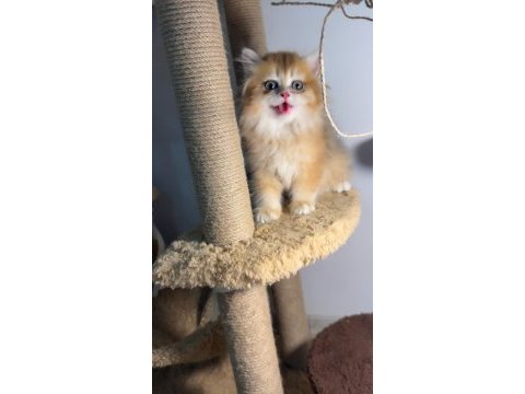 Blh ny british longhair bebekler