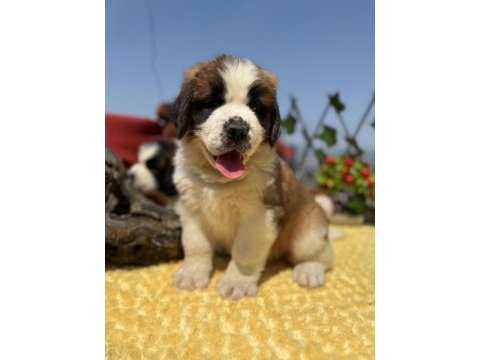 Heybeti ile göz dolduran st bernard yavrular