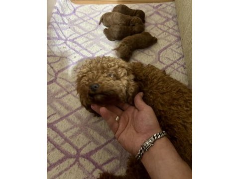 Teacup toy poodle bebeklerim