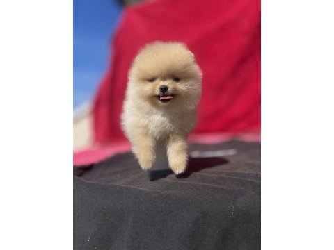 Teacup pomeranian yavru