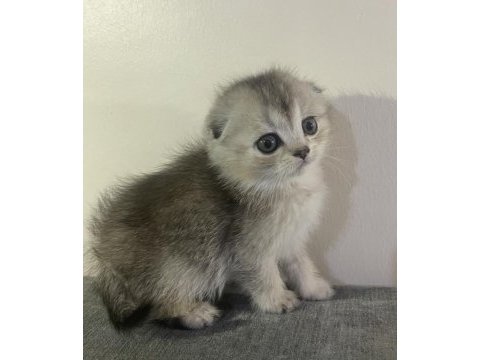 Boncuk yeni yuvasını arıyor scottish fold
