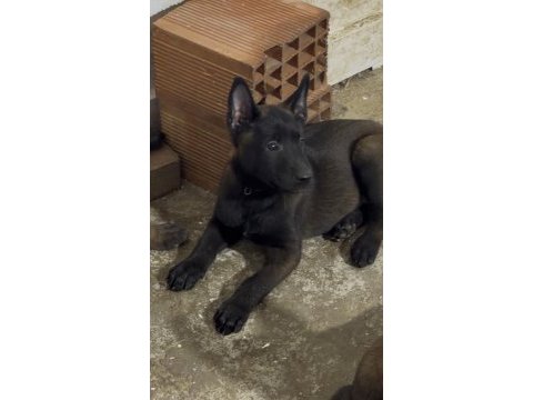 İran kan hattı dişi belçika malinois
